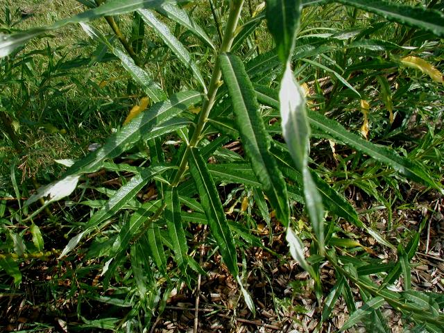 Basket willow (Salix viminalis)