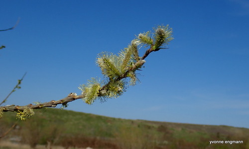 Basket willow (Salix viminalis)