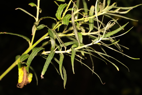 Basket willow (Salix viminalis)