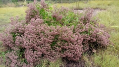 Salpianthus arenarius (Salpianthus arenarius)