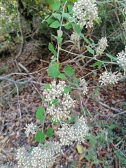 Salpianthus arenarius (Salpianthus arenarius)
