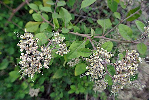 Salpianthus arenarius: A shrub of southern Mexico, known as Hojas del Largato. In folk medicine it is used mainly for diabetes, but also for nerves and for scorpion bite.