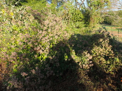 Salpianthus arenarius (Salpianthus arenarius)