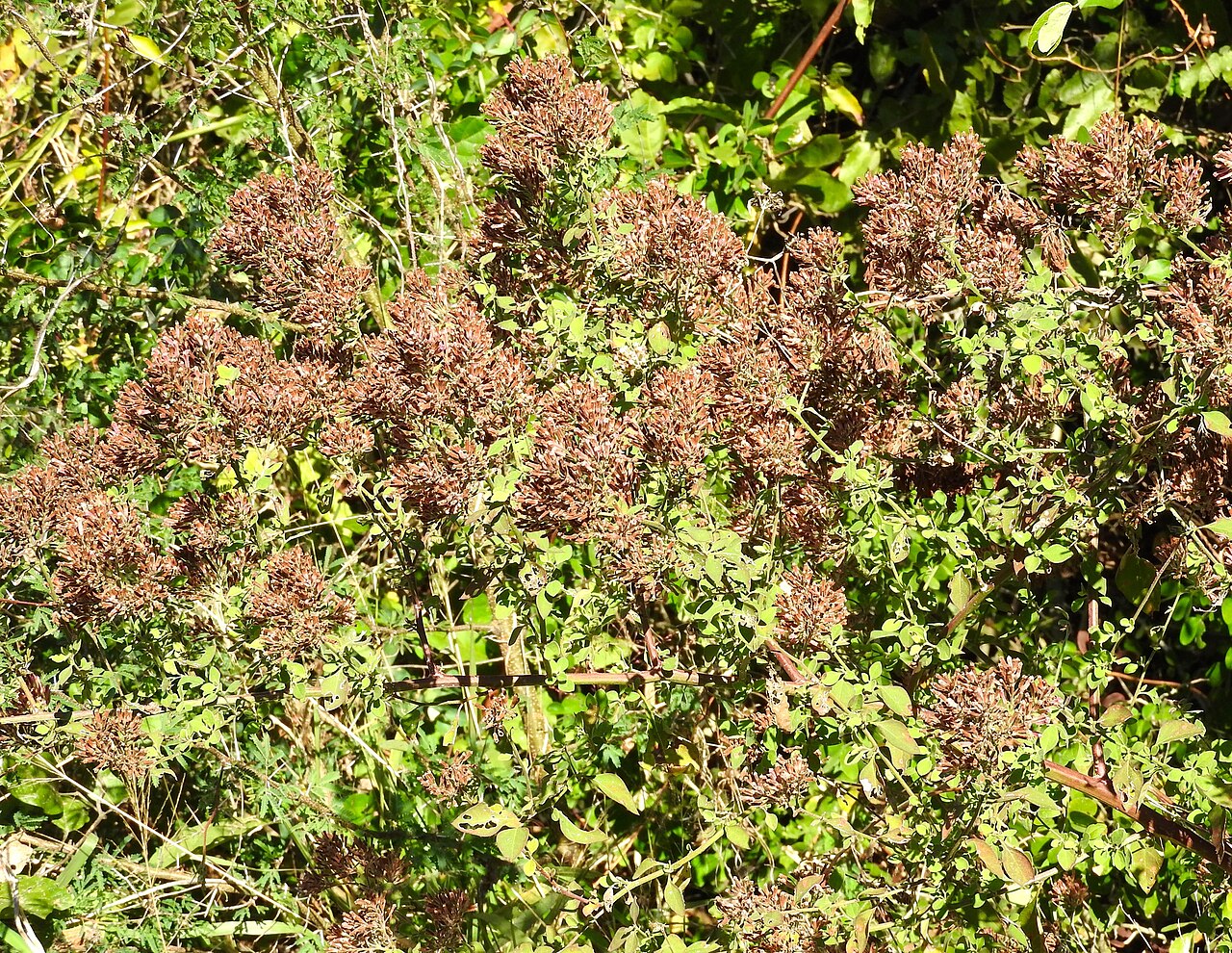 Salpianthus arenarius: Photo 2890256, (c) Francisco Farriols Sarabia, some rights reserved