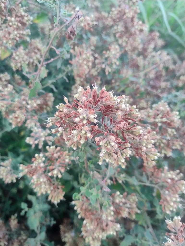 Salpianthus arenarius (Salpianthus arenarius)