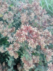 Salpianthus arenarius (Salpianthus arenarius)