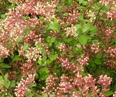 Salpianthus arenarius (Salpianthus arenarius)