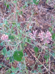 Salpianthus arenarius (Salpianthus arenarius)