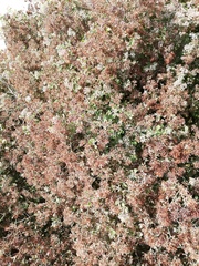 Salpianthus arenarius (Salpianthus arenarius)