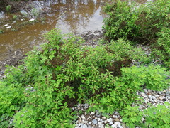 Salpianthus arenarius (Salpianthus arenarius)