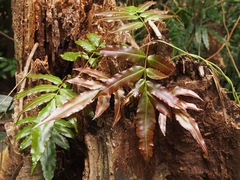 Salpichlaena papyrus (Salpichlaena papyrus)