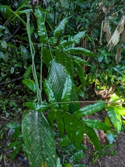 Salpichlaena papyrus (Salpichlaena papyrus)