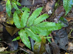 Salpichlaena papyrus (Salpichlaena papyrus)
