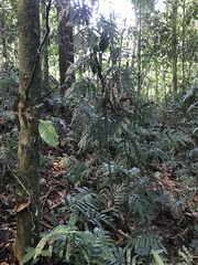 Salpichlaena papyrus (Salpichlaena papyrus)