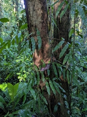 Salpichlaena papyrus (Salpichlaena papyrus)
