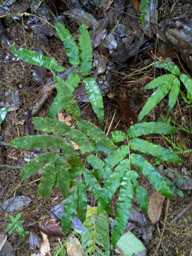 Salpichlaena papyrus (Salpichlaena papyrus)