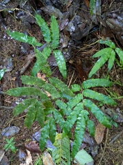 Salpichlaena papyrus (Salpichlaena papyrus)