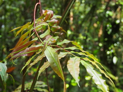 Salpichlaena papyrus (Salpichlaena papyrus)