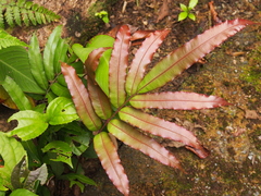 Salpichlaena papyrus (Salpichlaena papyrus)