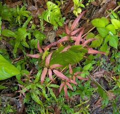 Salpichlaena papyrus (Salpichlaena papyrus)