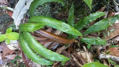 Salpichlaena volubilis (Salpichlaena volubilis)