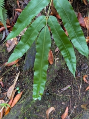 Salpichlaena volubilis (Salpichlaena volubilis)