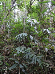 Salpichlaena volubilis (Salpichlaena volubilis)