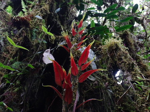 Salpichlaena volubilis (Salpichlaena volubilis)