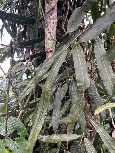 Salpichlaena volubilis (Salpichlaena volubilis)