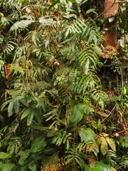 Salpichlaena volubilis (Salpichlaena volubilis)