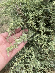 Nitrosalsola dendroides (Salsola dendroides)