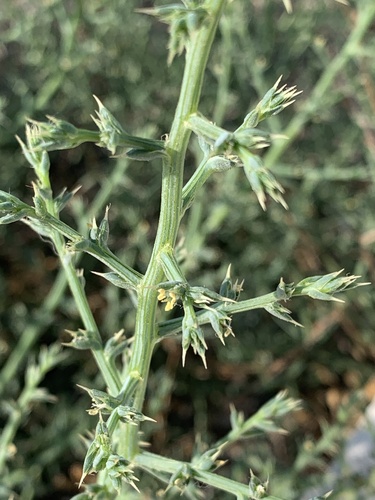 Russian thistle (Salsola kali)