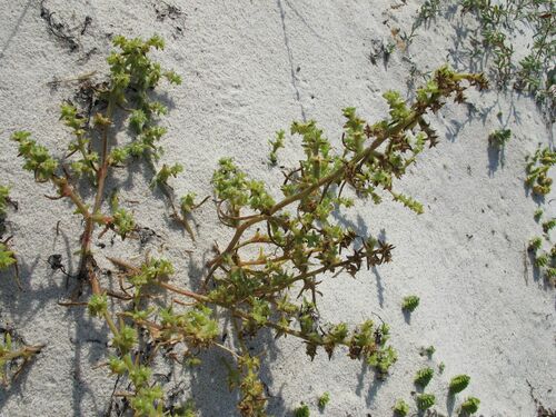 Russian thistle (Salsola kali)