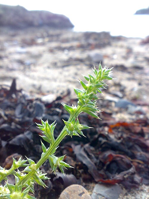 Russian thistle: Kali turgida (Dumort.) Guterm., (Syn. Salsola kali L.) (sodaurt) in Ersvika, Hurum, Norway