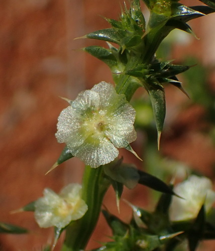 Russian thistle (Salsola kali)