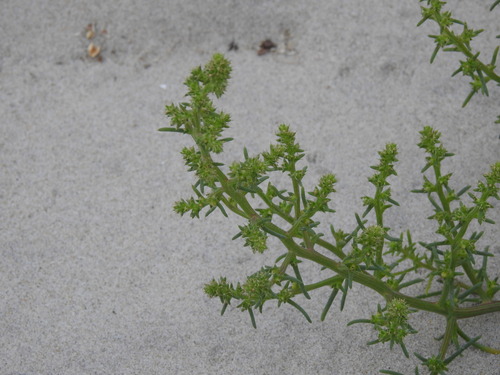Russian thistle (Salsola kali)