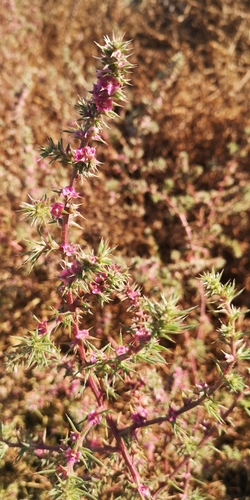 Russian thistle (Salsola kali)