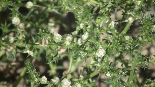 Russian thistle