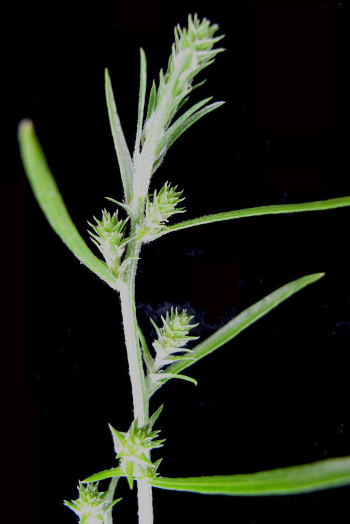 Russian thistle: Nom français : soude kali. Nom anglais : common saltwort. Tige, feuilles et inflorescence (fleurs) de soude kali.