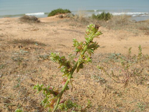 Russian thistle: Barrilla pinchosa ( Kali turgida ) Chiclana, Cádiz, España.