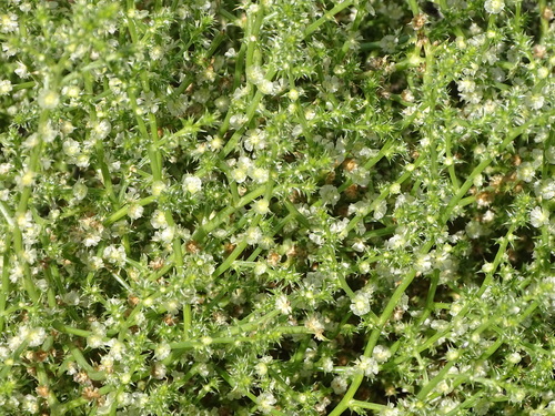 Russian thistle (Salsola kali)