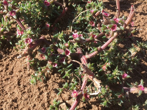 Russian thistle (Salsola kali)