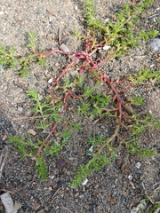 Kali komarovii (Salsola komarovii)