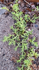 Kali komarovii (Salsola komarovii)