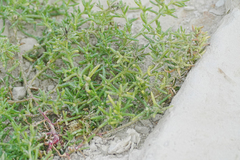 Kali komarovii (Salsola komarovii)