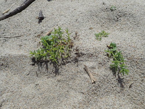 Kali komarovii (Salsola komarovii)
