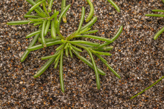 Kali komarovii (Salsola komarovii)