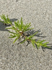 Kali komarovii (Salsola komarovii)