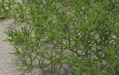 Kali komarovii (Salsola komarovii)