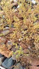 Kali komarovii (Salsola komarovii)